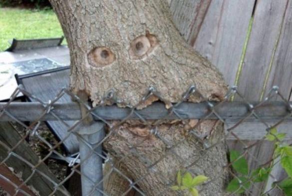 A tree grows around top rail of a chain link fence making it look like it’s eating it. The tree has two holes (natural or drilled) that create the appearance of eyes.