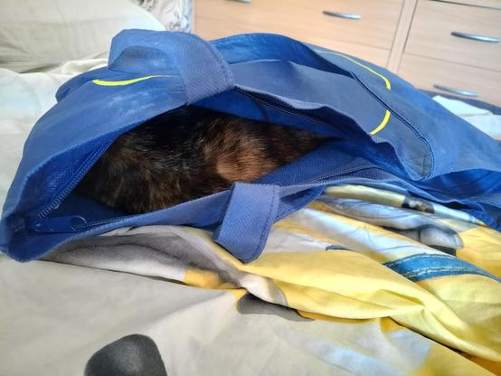 a blue woven shopping bag with a zipper lies on top of a bed. in the opening of it, a patch of fur belonging to a tortoiseshell cat can be seen.