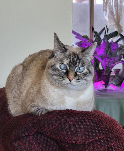Lulu the cat with a goofy look on her face.
