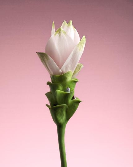 Pink curcuma flower on a pink background.