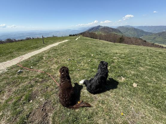 Shiro, rehbrauner Jagdhund und schwarzweisser Mischlingshund Sanchoz blicken Richtung Weissenstein, im Hintergrund der Blick auf den Bielersee, Neuenburgersee und Murtensee
Shiro, fawn hunting dog and black and white mixed-breed dog Sanchoz look towards Weissenstein, in the background the view of Lake Biel, Lake Neuchâtel and Lake Murten