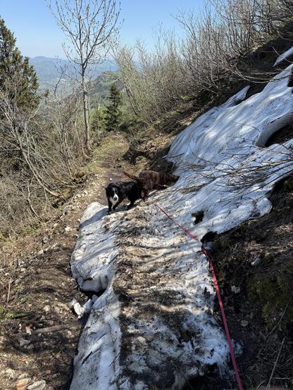 Shiro, rehbrauner Jagdhund und schwarzweisser Mischlingshund Sanchoz geniessen auf den schmalen, steilen Wanderweg die letzen Schneeresten vom Winter
Shiro, fawn hunting dog and black and white mixed-breed dog Sanchoz enjoy the last remnants of winter snow on the narrow, steep hiking trail
