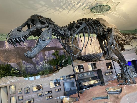 T rex skeleton in a museum display that looks like it is walking over a dig excavation