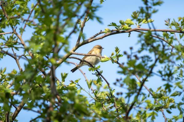 Chiffchaff bird sat in thin tree branches