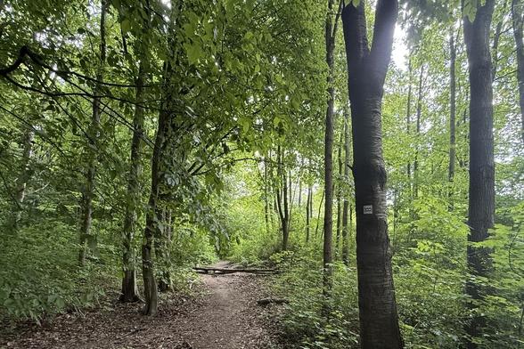 Ein schmaler Wanderweg führt durch dichten Baumbestand mit grünen Blättern. Ein paar Baumstämme liegen quer auf dem Weg.