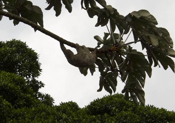 Sloth hanging on a palm tree