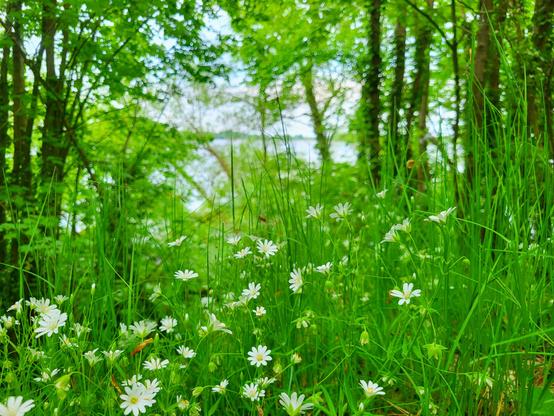 Waldwiese mit weißen Blüten im Bildvordergrund und Blick zwischen Bäumen hindurch auf ein entfernt liegendes Gewässer