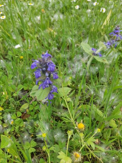 Fleurs mauves en clochettes dans un tapis herbeux [ bugles ]
