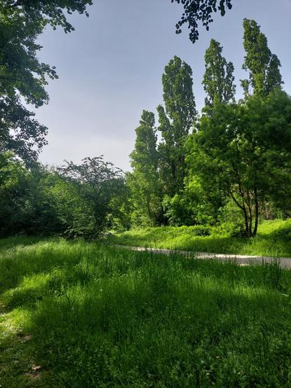 Un sentier dans son écrin de verdure arboré et ensoleillé sous un ciel bleu palichon