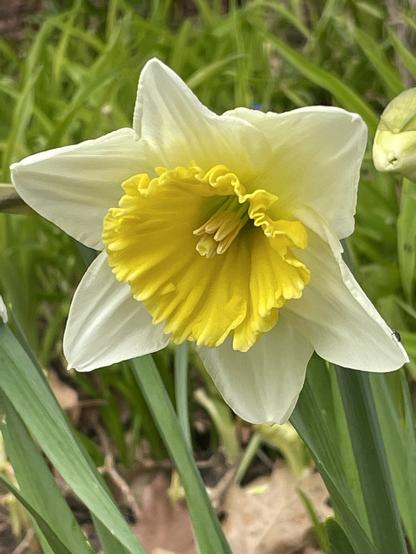 A photo of a Daffodil that is partially whitish and partially yellow.