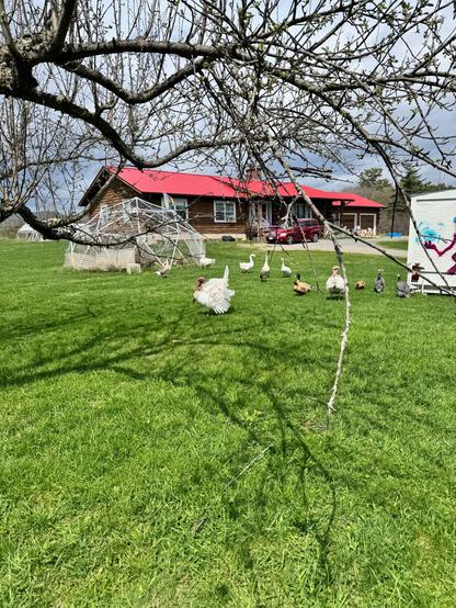 A farm: apple tree in the foreground. Many kinds of poultry a geodesic dome. A farmhouse, and a car.
