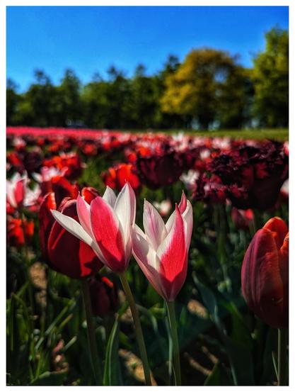 A close-up shot captures two striking bi-colour tulips in the foreground, their petals a vibrant red edged with crisp white. They stand tall amongst a field blurred with countless other red and darker maroon tulips stretching towards a line of dark green trees under a bright blue sky. The focus on the two central blooms highlights their elegant form and colour contrast.