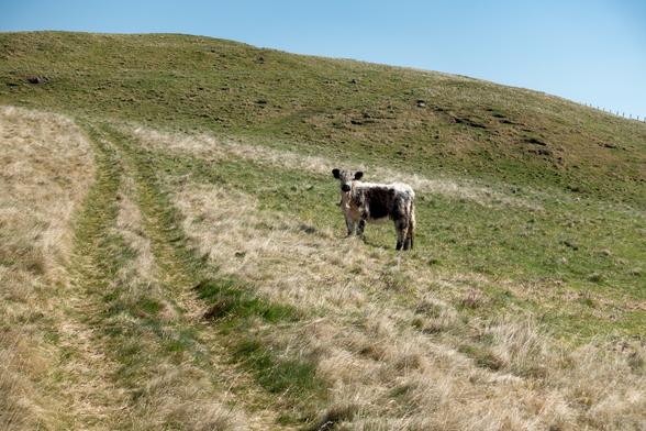 Colour photograph of a rough quad bike track running uphill away from the viewer through tufty grass. Just to the right of the track is a small rough-coated grey and white cow, standing side on but looking at the camera. There is blue sky.