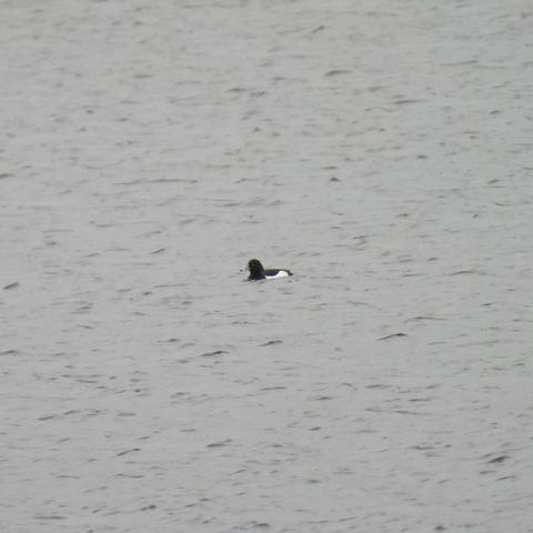 A slightly blurry picture of a tufted duck - black body, white wing, backward quiff - floating on slightly wavy water.