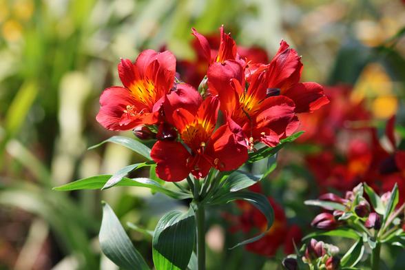 A cluster of intensely red flowers with yellow centers and dark brown streaks across the petals burst from a single tall dark green stalk.