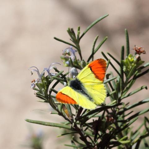 Fotografía de una mariposa vista de cerca en el centro de la imagen. Vista desde arriba y con las alas abiertas, la pequeña mariposa luce un color amarillento en el centro de las alas y amarillento en los extremos de las mismas. Posada en las ramas de unas plantas silvestres y el fondo claro y desenfocado.