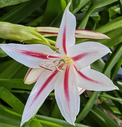 Beautiful 6-point star shaped flower with a funnel like center. With white petals and red stripes down the center.