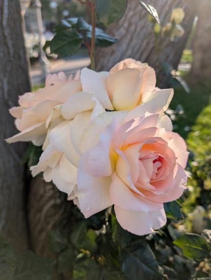A macro photo of a pink rose