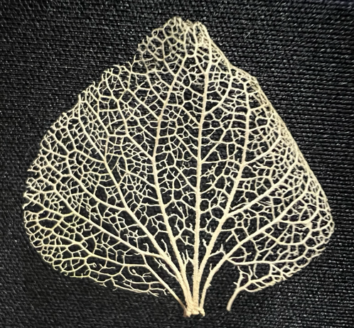 The skeletal remains of a withered leaf mimic a tree itself.