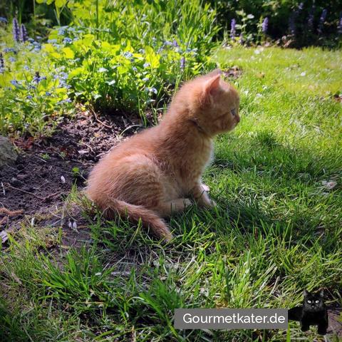 Kleiner Kater im Garten