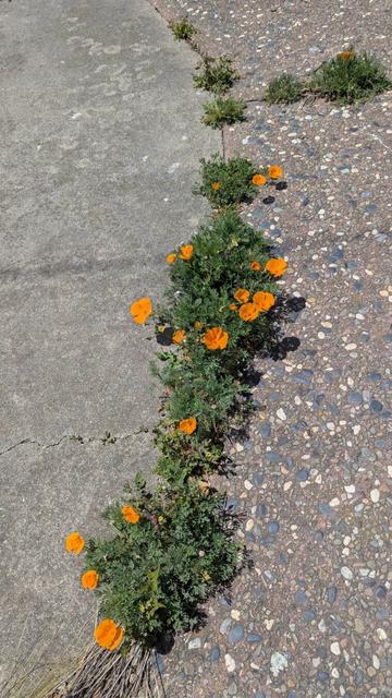 Row of California Poppies in a sidewalk crack