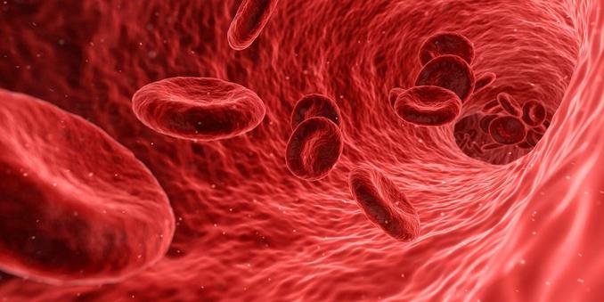 Microscopic image of blood cells flowing through a vessel. 
Image by Arek Socha from Pixabay