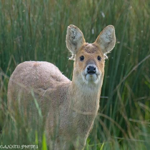 A Chinese Water deer stands in tall green grass, looking directly at the camera with alert ears and a calm expression.