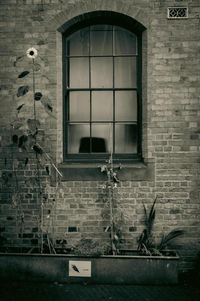A window in a brick wall; below is a small flower bed, with a sunflower growing tall.