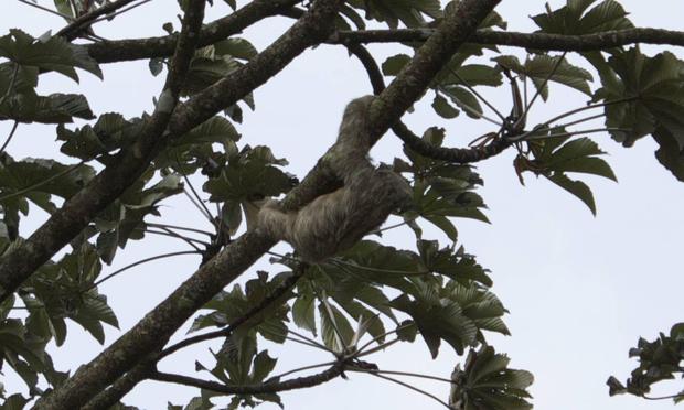 Three-toed sloth hugging a tree