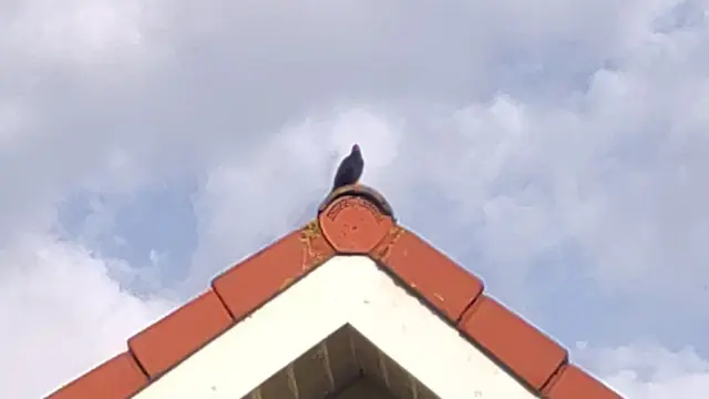 Eine Amsel sitzt auf einem Dachfirst.
