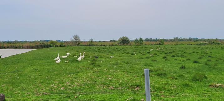 Des oiseaux et principalement des oies posés dans un champ d'herbe. Derrière le champ il y a des marais. Le ciel est très voilé.