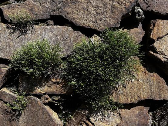 The photo shows a rock wall with several tufts of green grass growing in the crevices between the stones.