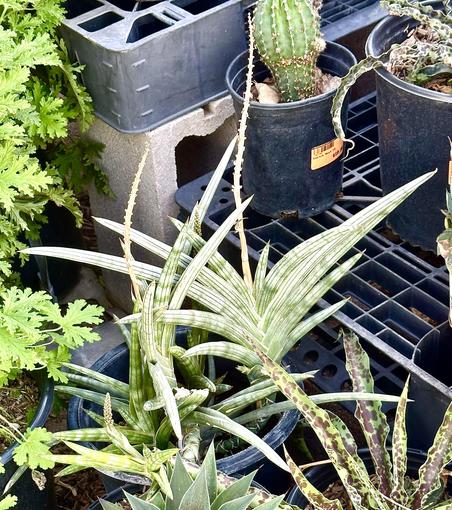 View of several green succulents at a nursery outdoors. Center plant is one large green plant with a flat cluster like blades fanned out flat from the center stalk, evenly both left and right. About 4 other smaller plants around it in 3 gallon pre. 2 tall stalks from previous blooms remain like curved spikes. The tips are sturdy and sharp!