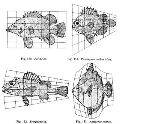 A selection of Thompson‘s diagrams.