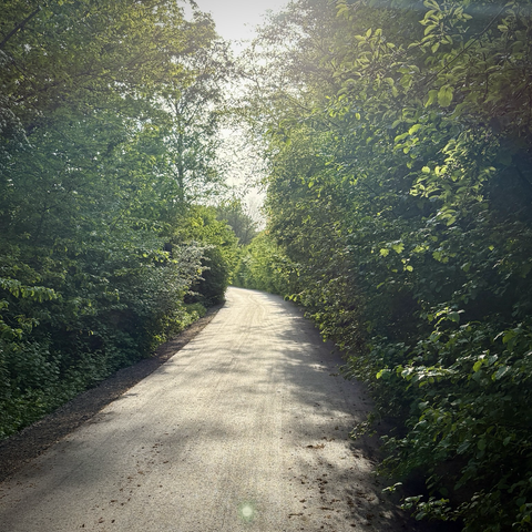 Ein viertel zugewachsener, frisch asphaltierter Radweg.