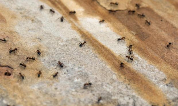 Hormigas, en una imagen de archivo. (Getty Images)