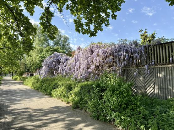 A wall that’s covered by wisteria.