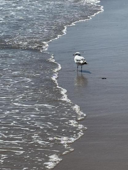 Single seagull stands in low surf.