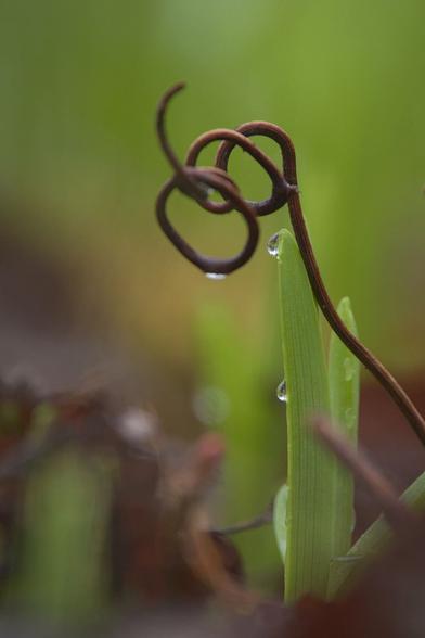 A single stem, brown and striated, emerges from the forest floor, curling back on itself several times, forming the appearance of chain links. Beneath it a leaf springs up, fresh green growth with two water droplets clinging to it. In each water droplet can be seen a tiny, upside-down image of the white sky and forest. In the background, more greenery, blurred.