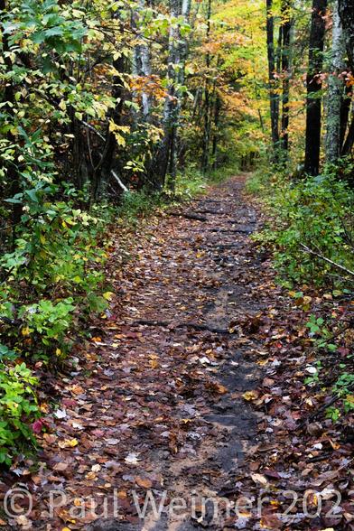 Fall walk, 2023. Fallen leaves, color and a path into the colorful forest