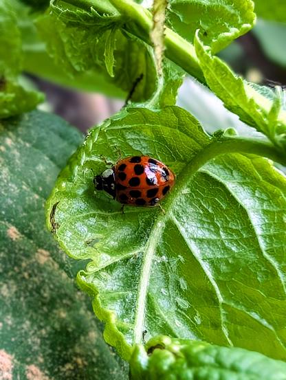 Ein Marienkäfer mit schwarzen Punkten sitzt auf einem glänzenden grünen Blatt. Darunter krabbeln mehrere Blattläuse – seine bevorzugte Beute im Naturgarten.
A ladybug with black spots sits on a shiny green leaf. Below it, several aphids crawl – its preferred prey in the natural garden.