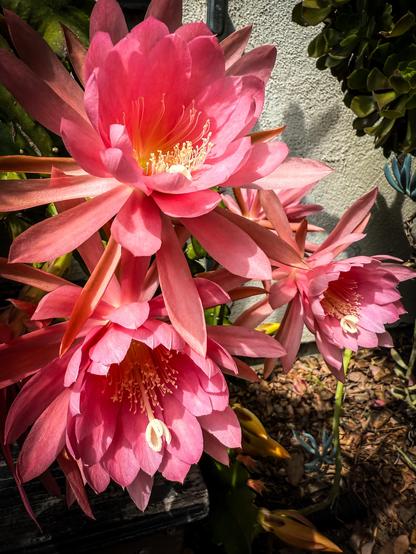 The image features a close-up view of three vibrant pink flowers, likely from a cactus species, with a backdrop of a textured wall and some green foliage. The flowers have multiple layers of petals, with a gradient of pink hues, and prominent yellow stamens in the center. The petals are broad and slightly ruffled, with some showing a reddish tint at the edges. The flowers are in full bloom, showcasing their intricate details. The background includes a gray wall and some green plants, with a mix of sunlight and shadow creating a natural, outdoor setting. The ground is covered with dry leaves and mulch, adding to the natural ambiance.

Provided by @altbot, generated privately and locally using Ovis2-8B