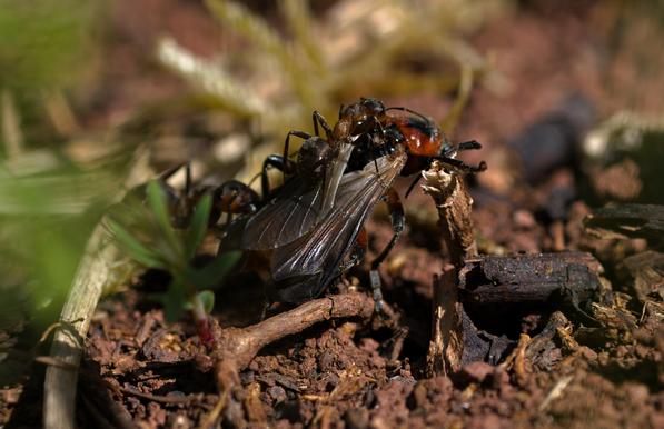 Boden mit Erde, kleinen Zweigstücken. Ein länglicher Käfer mit durchsichtigen Flügeln. Auf dessen Rücken sitzt eine weniger als halb so große rotbraune Ameise, eine weitere Ameise attackiert von hinten.