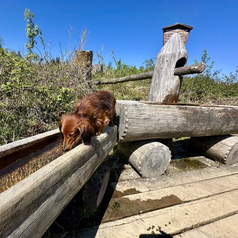 Ein langer, brauner Hund mit langen, flauschigen Ohren steht am Rand eines hölzernen Wasserbechers und trinkt Wasser. Sein Fell ist glänzend und weich, und er hat einen langen, schmalen Kopf mit einem schwarzen Nasenloch. Der Hund hat seine Augen geschlossen und konzentriert sich auf das Trinken. Der Wasserbecher ist aus grob behauenen Holzstücken gefertigt und steht in einer natürlichen Umgebung mit Gras und Büschen im Hintergrund. Die Sonne scheint, und das Wasser im Becher glitzert im Licht.