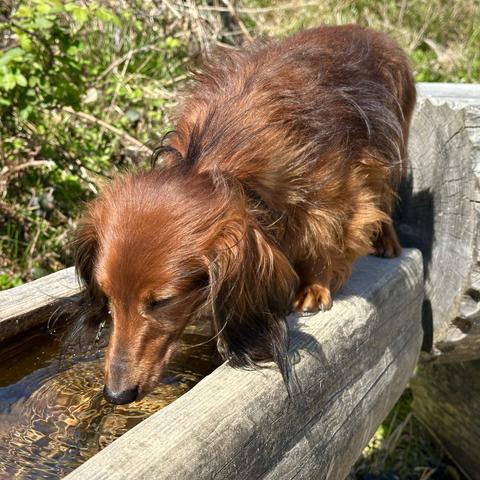 Ein langer, brauner Hund mit langen, glatten Haaren steht am Rand eines hölzernen Wasserlaufes und trinkt aus dem klaren Wasser. Der Wasserlauf ist aus grob behauenen Holzstämmen gebaut und ruht auf weiteren Holzstümpfen. Im Hintergrund ist ein weiterer hölzerner Wasserhahn zu sehen, der aus einem großen Holzstamm herausragt. Der Himmel ist strahlend blau, und die Umgebung ist von grünen Büschen und Bäumen umgeben. Der Boden besteht aus Holzplanken, auf denen Wasser aus dem Wasserlauf gespritzt ist.