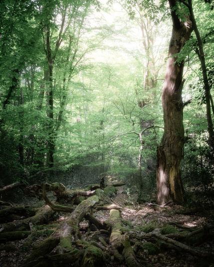 A pile of dead branches lies in front of an old tree, with the green forest in the background and sunlight streaming into the picture from above.