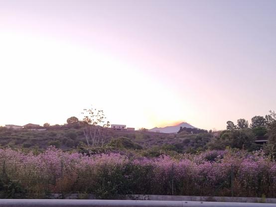 Al tramonto l'Etna si colora di viola come il campo di fiori su cui si affaccia