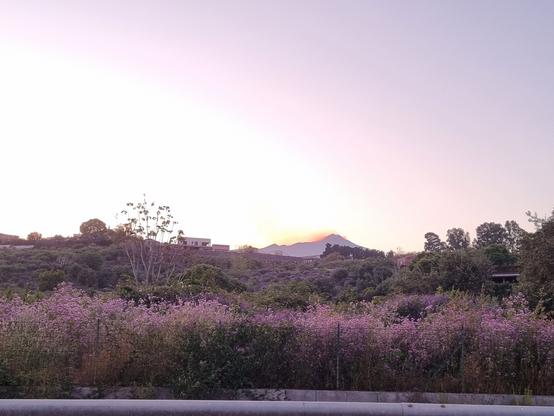 Al tramonto l'Etna si colora di viola come il campo di fiori su cui si affaccia