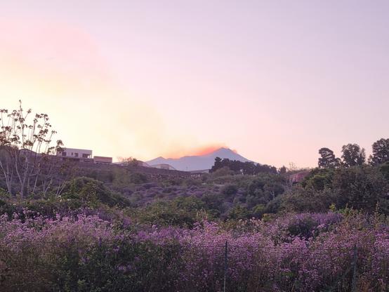 Al tramonto l'Etna si colora di viola come il campo di fiori su cui si affaccia