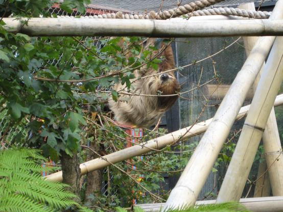 Three-toed sloth in a zoo